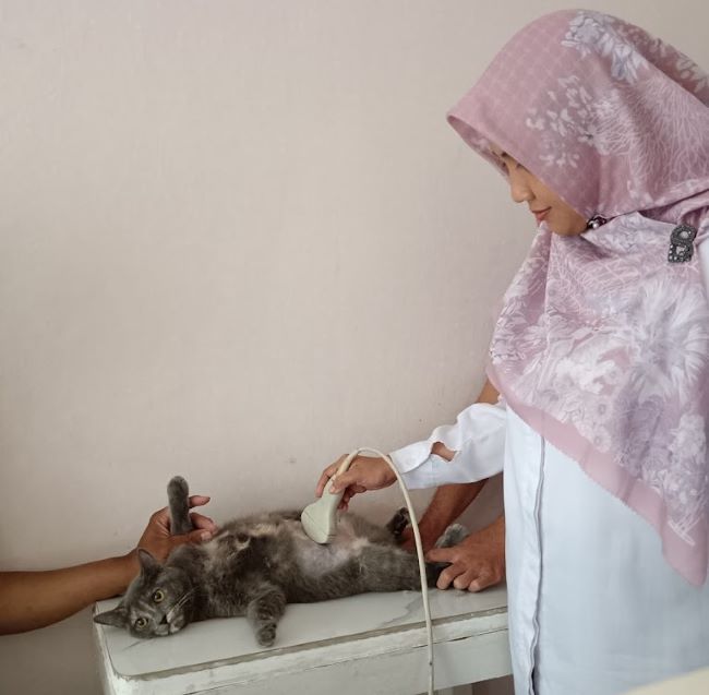 Dokter Bambang Pets Care Dokter Hewan Cirebon - Photo by Google